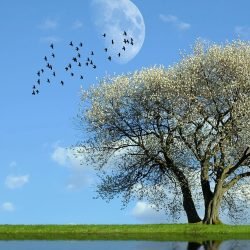 nature, tree, lake, water, reflection, darling, moon, mood, the water