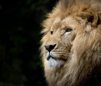 Close-up of a lion basking in the sunlight, showcasing its majestic mane and fierce expression.