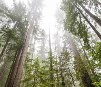 Tall redwood trees shrouded in mist, creating a serene and majestic forest landscape.